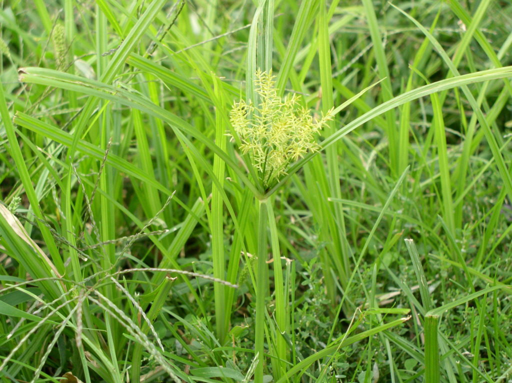 nutsedge treatment