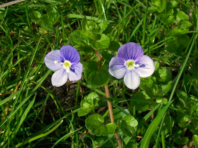 purple lawn weeds