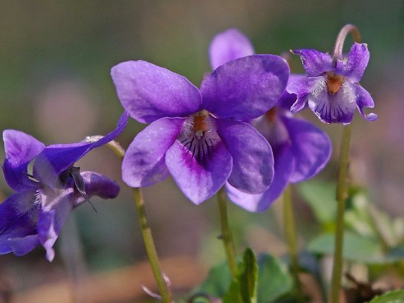 purple lawn weeds