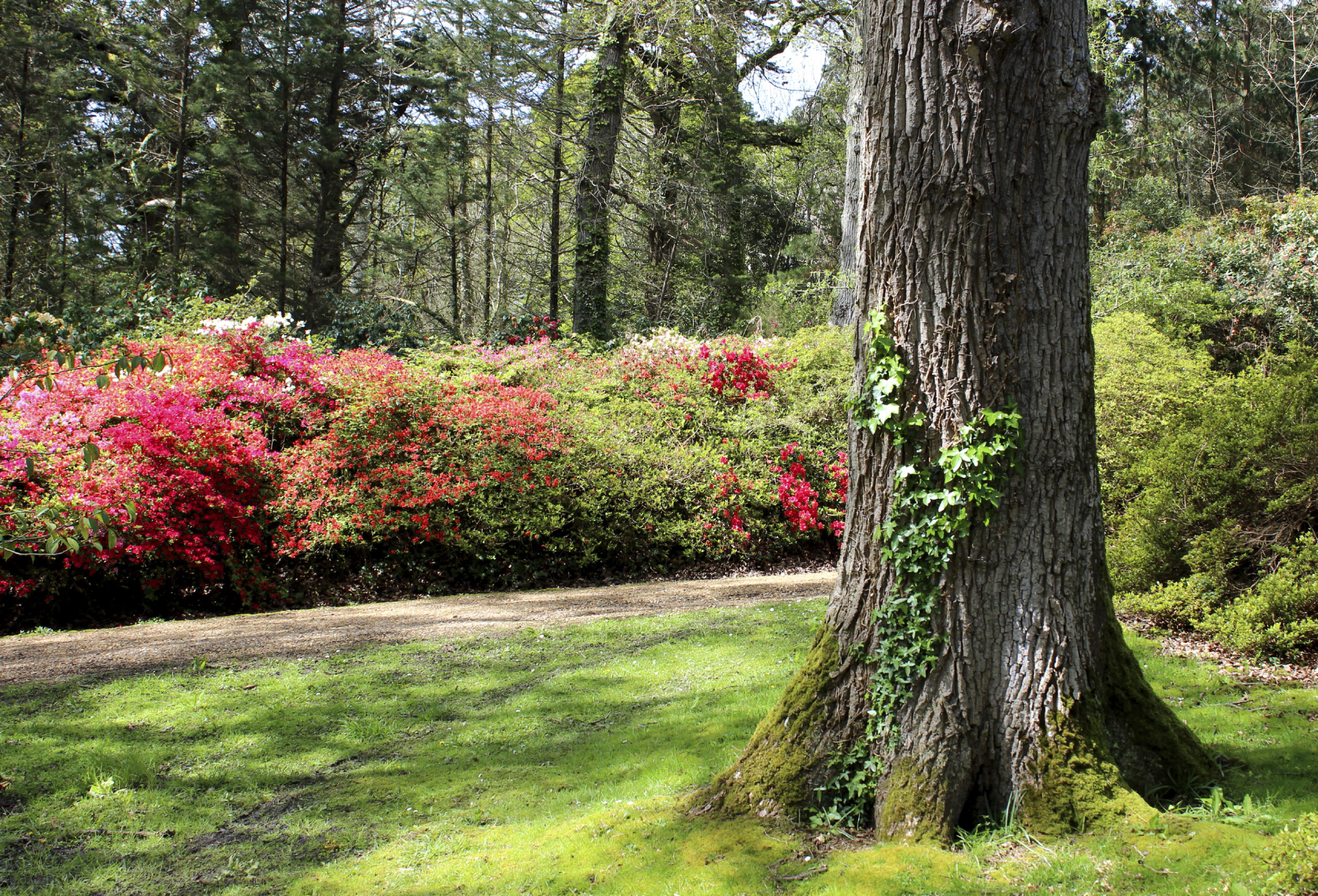 Tree and Shrubs