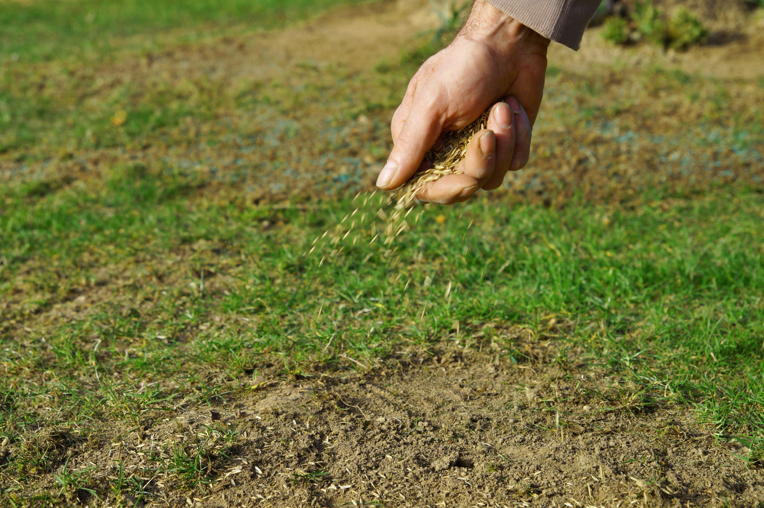 Aerating and overseeding clearance lawn in spring