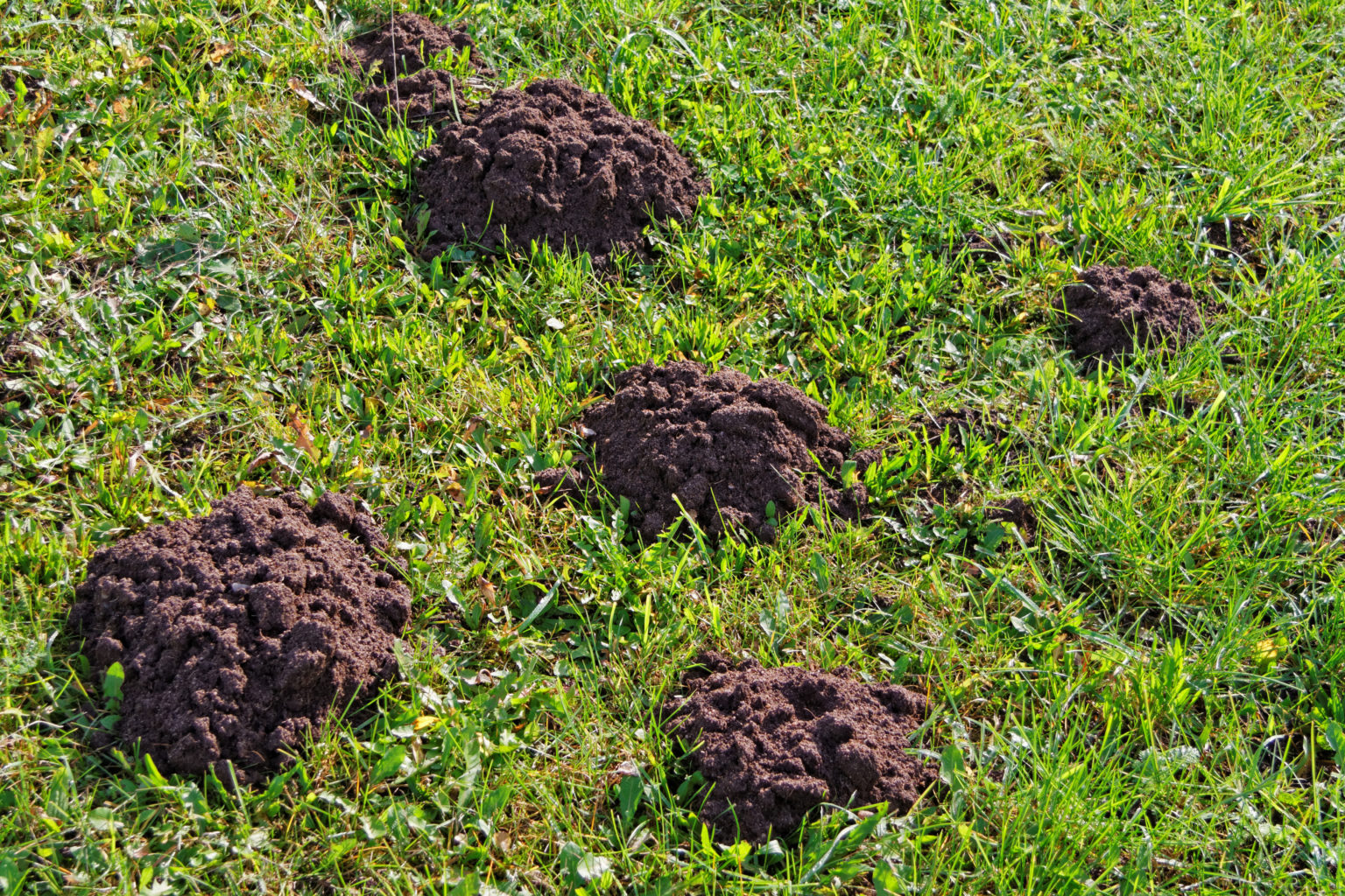 Mole Control | Grass Master Lawn Care Tips