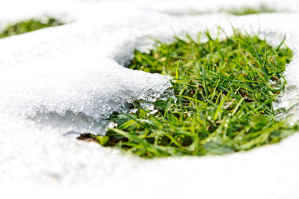 Cutting grass in cheap winter