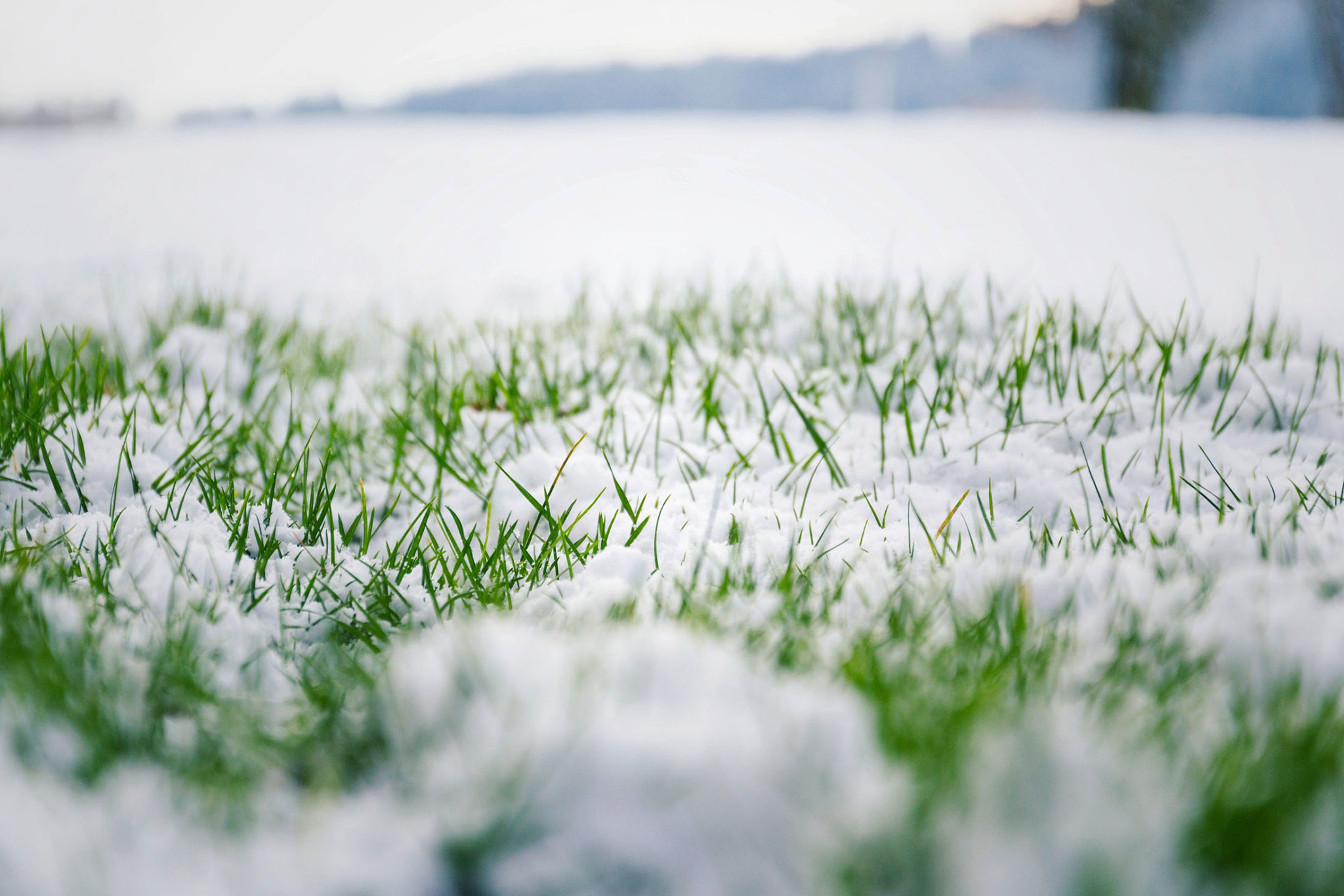 Preventing Winter Damage Grass Master Lawn Care Tips