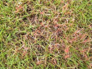 What Is Red Thread? | Weed and Disease Identification Tips | GrassMaster