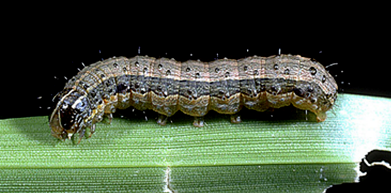 armyworm identification