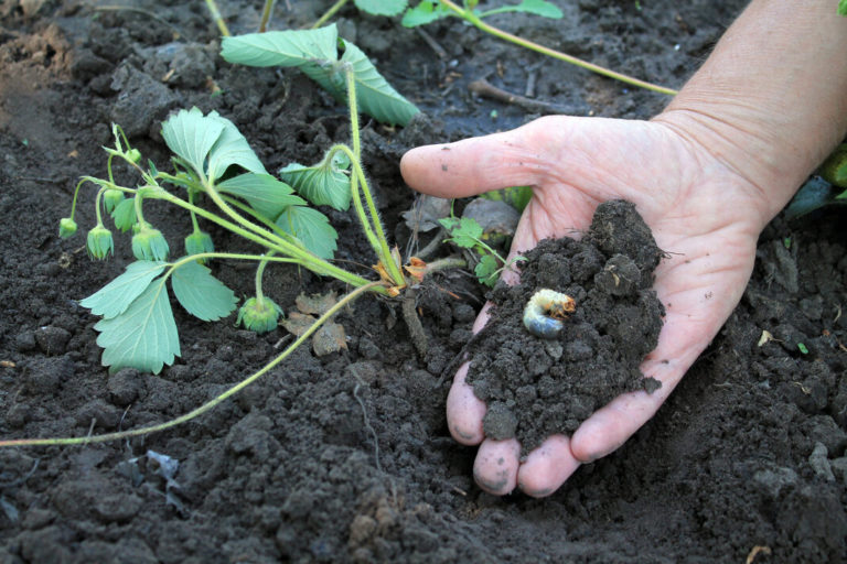 Grub in Person's hand