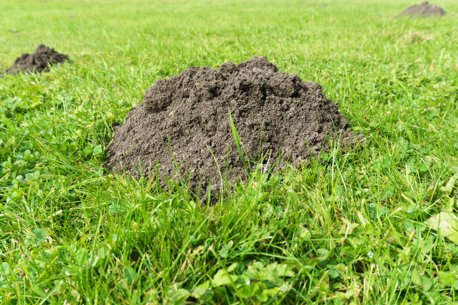 How to Handle Moles and Voles in Your Yard | Grass Master