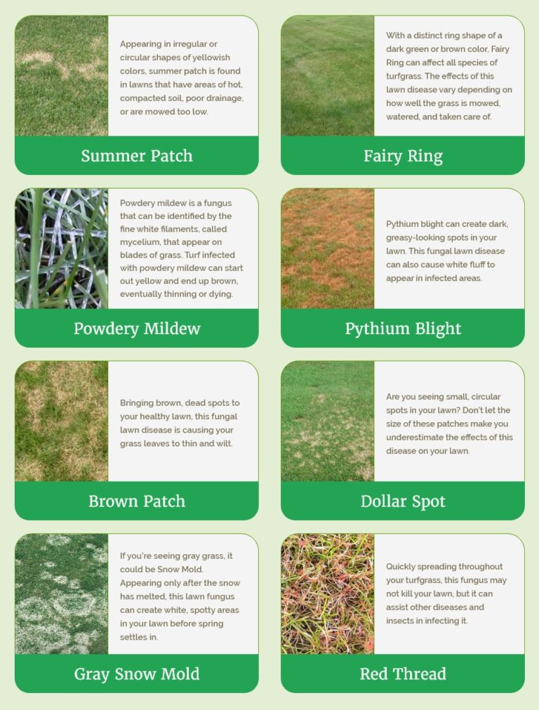 Lawn Disease Identification Chart How To Identify Diseases In Your ...