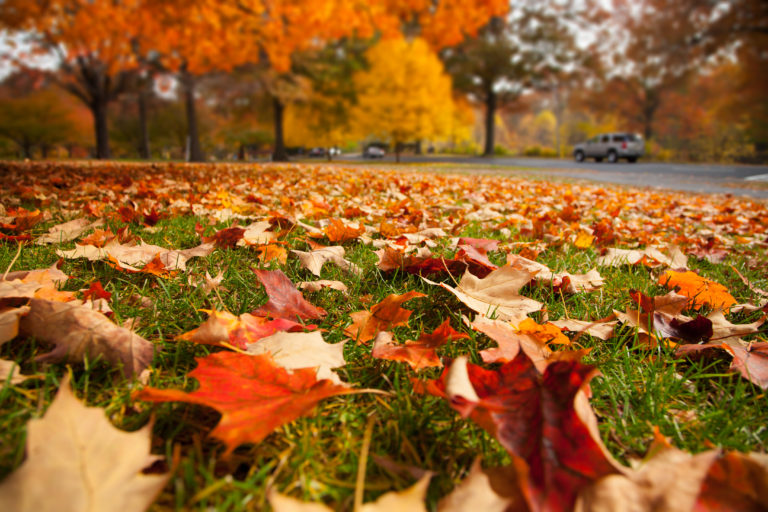 Red, tan and orange leaves on top of grass