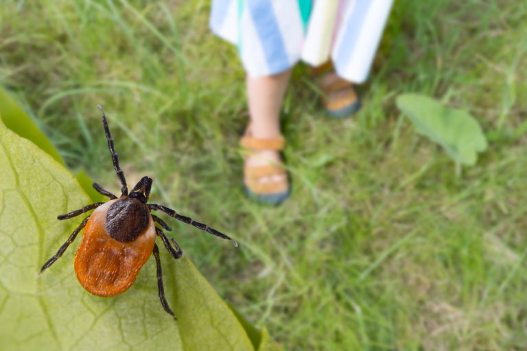 Lawn tick hiding from child playing in grass