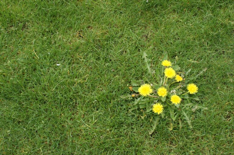 Grass Master Weed Control