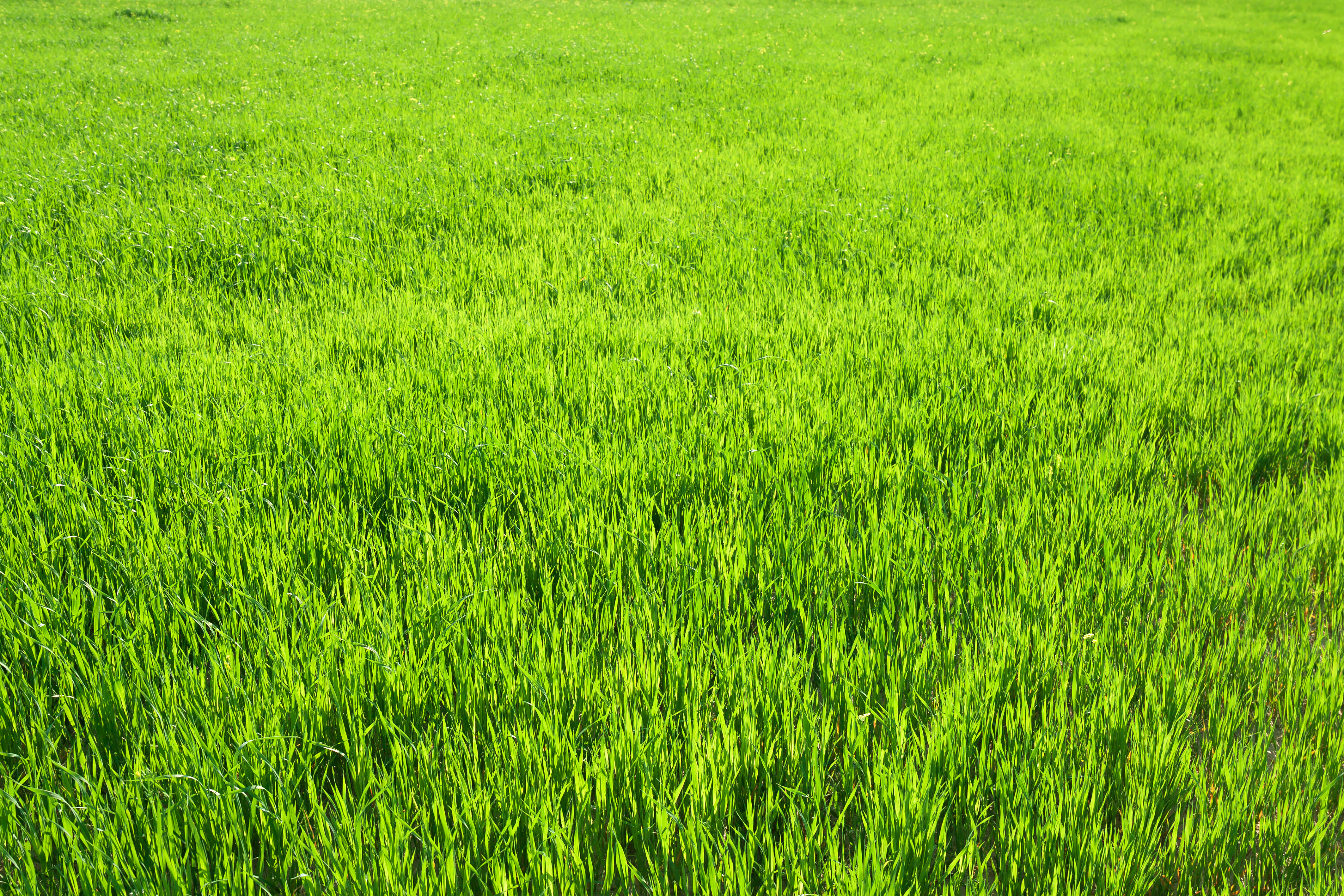 Lush green grass