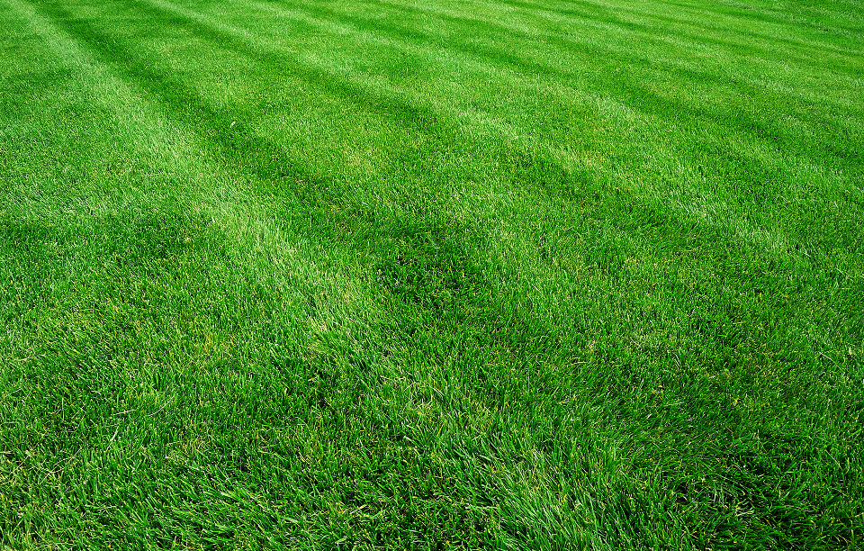 Make your grass healthy again with our grub control service.