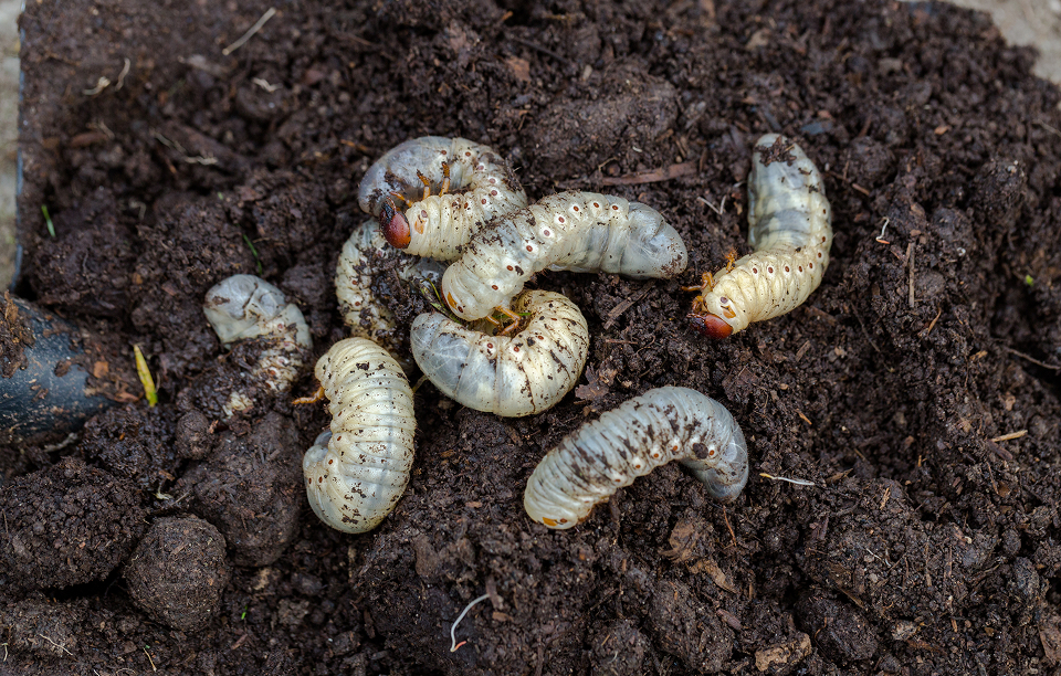 Rid your lawn of grubs with Grass Master's grub control service.