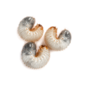 Image of three grubs.